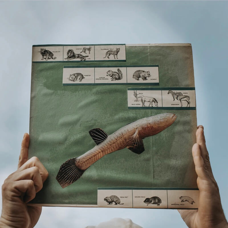 Cotton Jones Basket Ride The River Strumming (15th anniversary